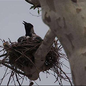 Vogelnester pflücken