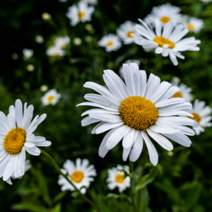 Chamomile Flower