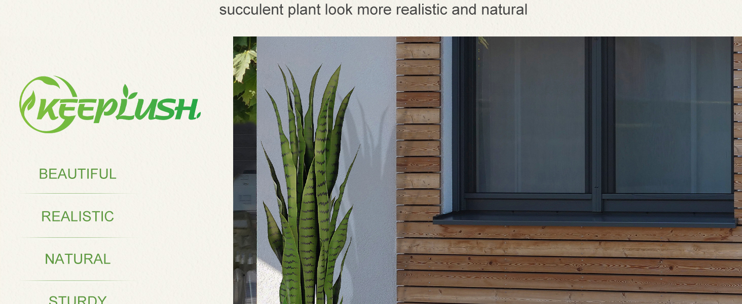 snake plant tall 3ft