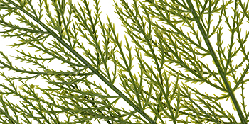 50 Pcs Artificial Pine Branches