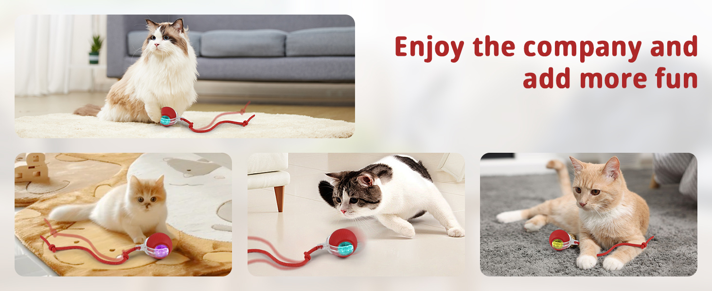 automated cat toy