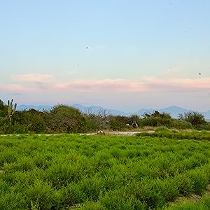 Organically Grown Damiana Fields