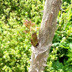 Amazon.co.jp: 【 西根の森 天然物 山菜 苗 】 タラの木 男だら
