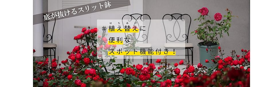 Amazon | アップルウェアー バラ鉢 8号 | 鉢