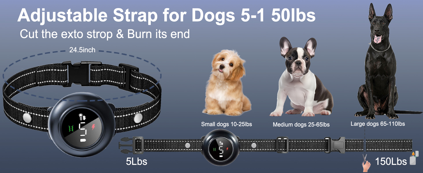 dog training collar