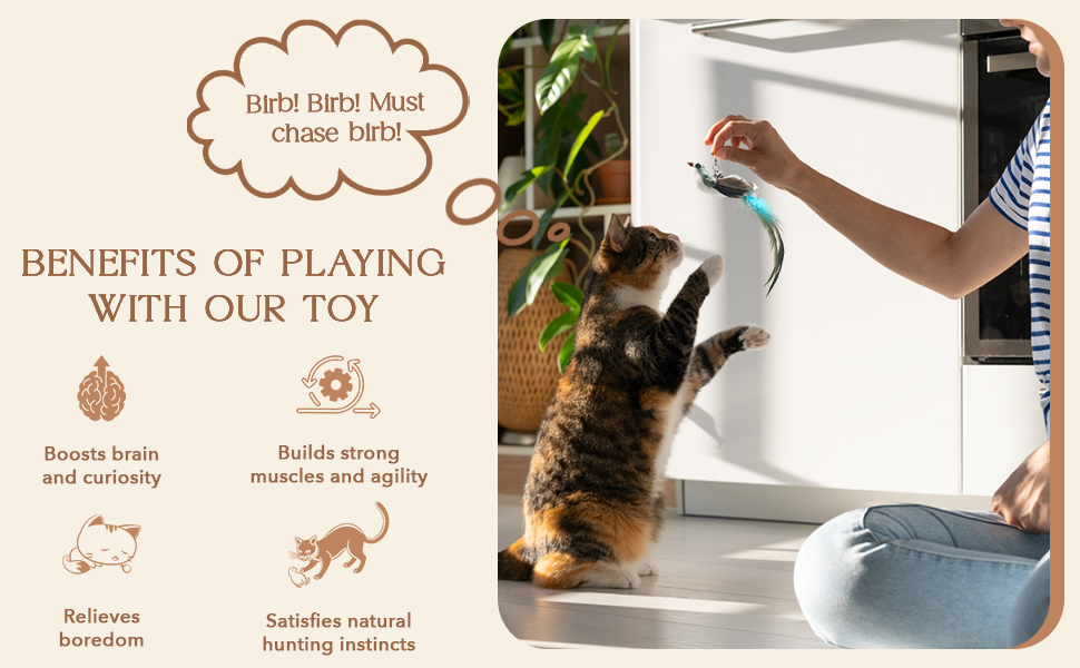 Cat Toy Health Benefits