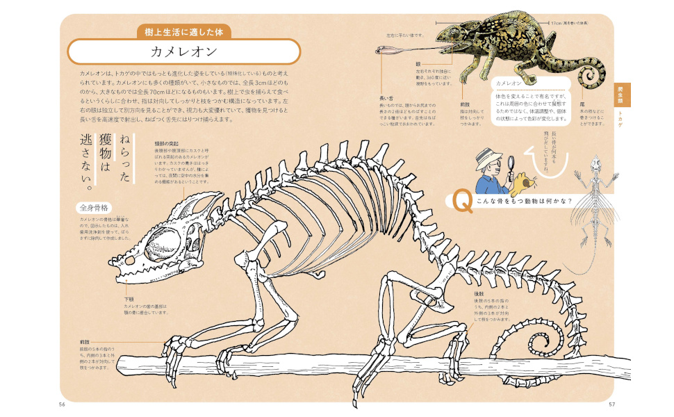 ぜんぶ絵でわかる9すごい骨の動物図鑑 | 盛口満 |本 | 通販 | Amazon