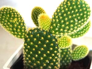 【国内今夏採種】サピニー 10粒 国内今夏採種】サピニー 10粒 Yahoo!オークション