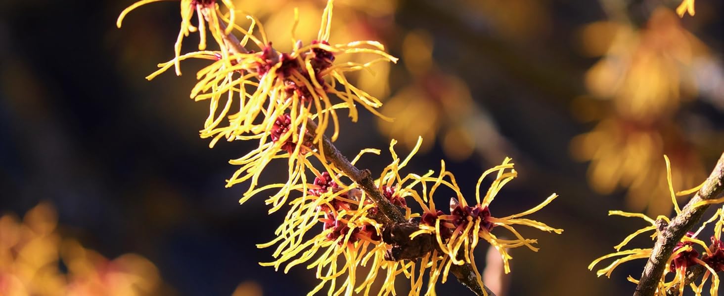 hamamelis