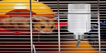  water feeder for rabbit hedgehog feeder bowl pet water bottle dispenser guinea pig water bottle 