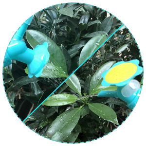 two flower heads