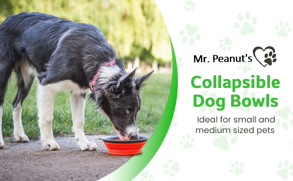 TRAVEL EASILY with Your Pet