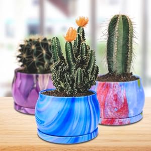 Essential Oil Fragrances Lavender orange blossom mahogany Candle