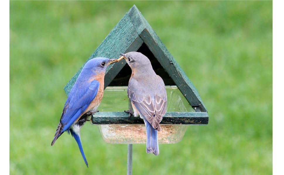 Bluebirds Sharing Mealworms