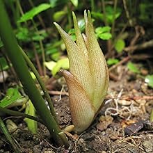 Amazon.co.jp: はなみどり たくさん芽が出るみょうが 苗 2株