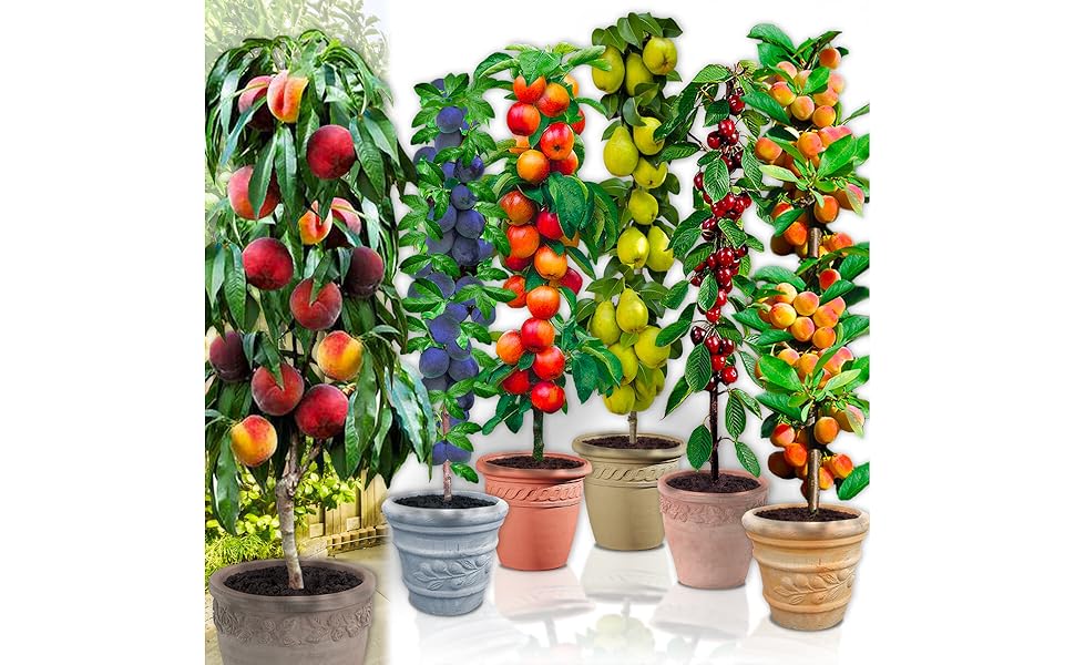 Arboles Frutales En Columna