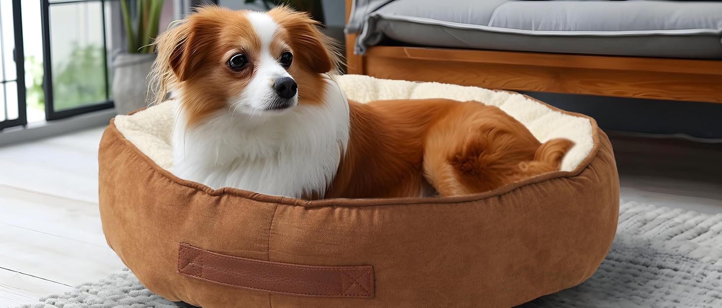 dog bed