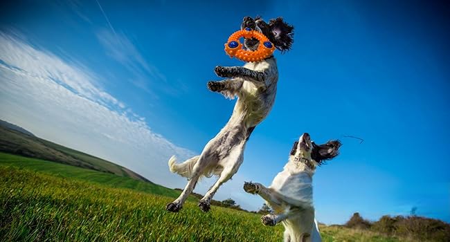 indestructible dog toys for aggressive chewers durable dog toys interactive dog toy ball