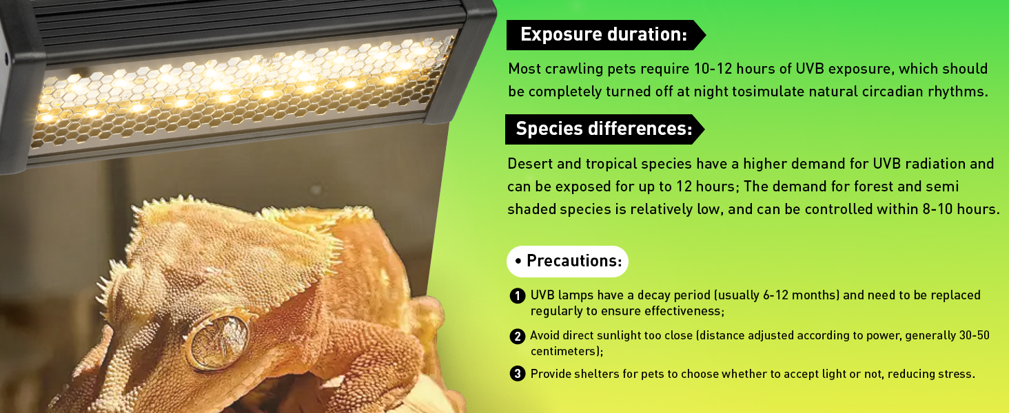 uvb light for bearded dragon