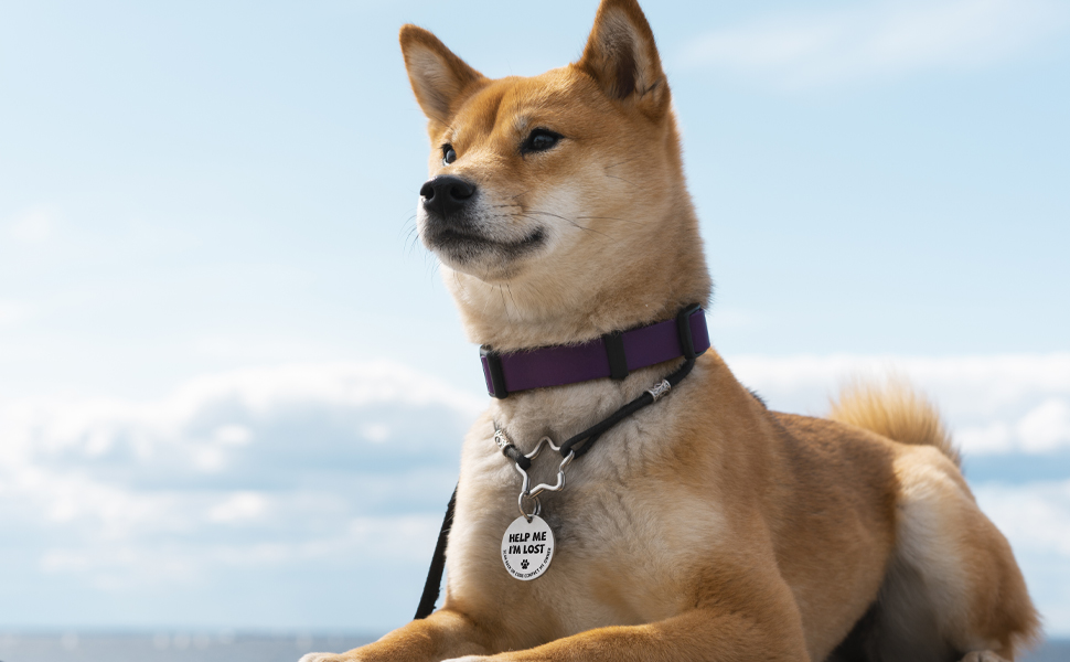 Stainless Steel pet tag