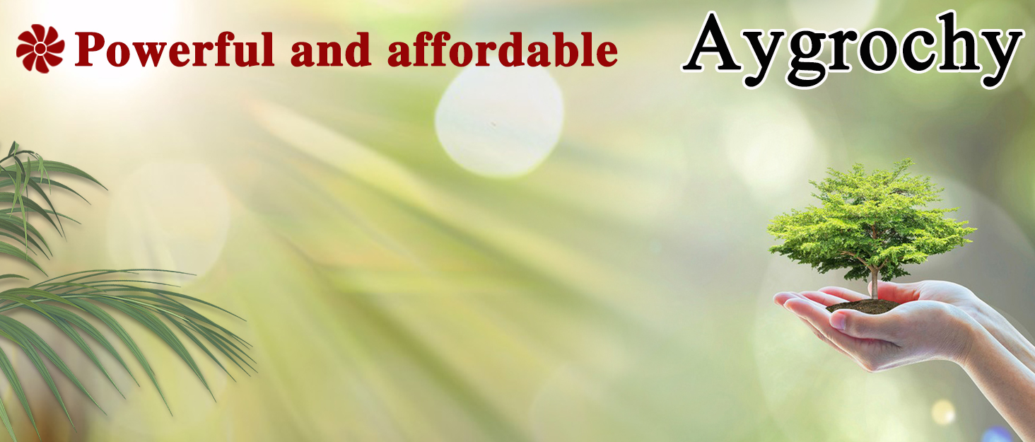 Aygrochy