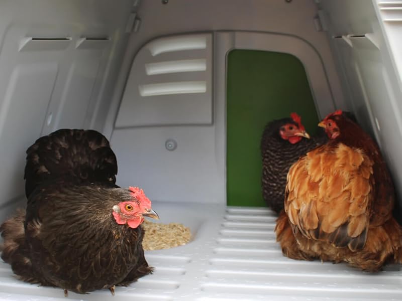 Omlet Portable Chicken Coop Go Up Easy to Clean and