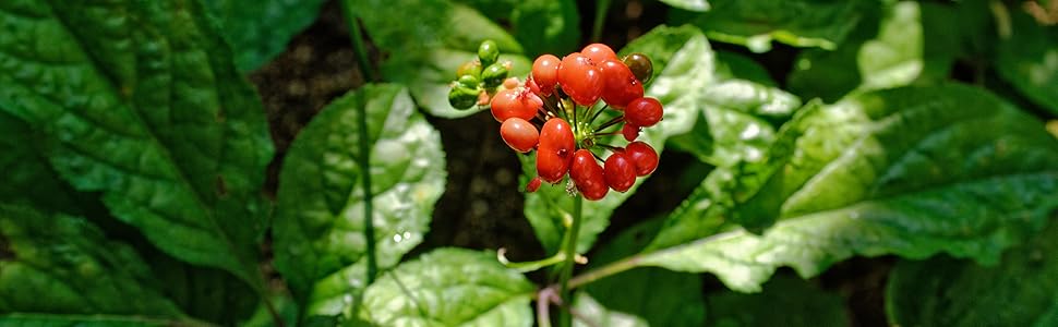 ginseng