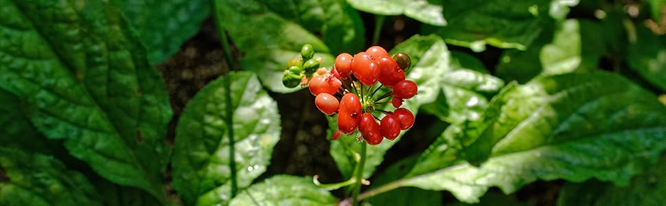 ginseng
