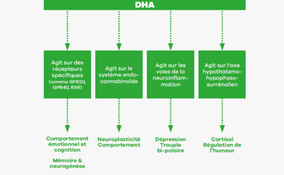 complément oméga 3 DHA solution naturelle mémoire cerveau