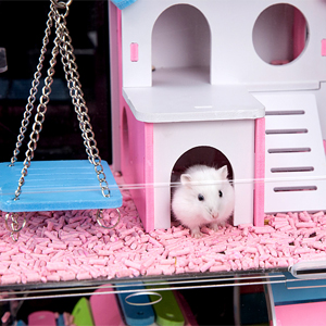 hamster cage and habitats