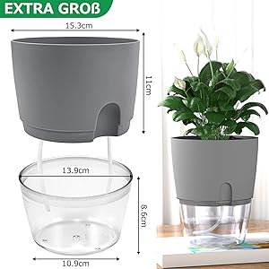 kitchen herbs
