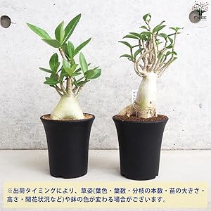 ジルグミ　グランデ　アデニウム　おまとめ Amazon.co.jp: PLANCHU 観葉植物 アデニウム 3.5号鉢 3鉢セット