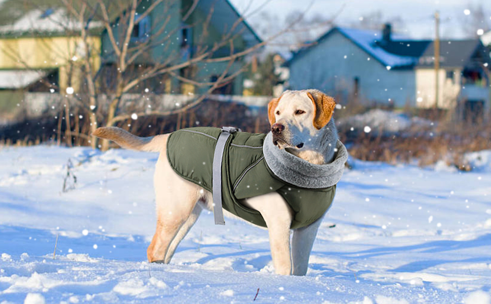 Amazon.com : QUQOQO Warm Dog Coat with Harness, Waterproof