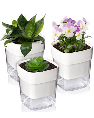 Plant Pots
