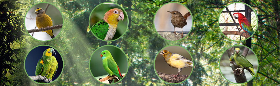 Small and Medium-Sized Birds