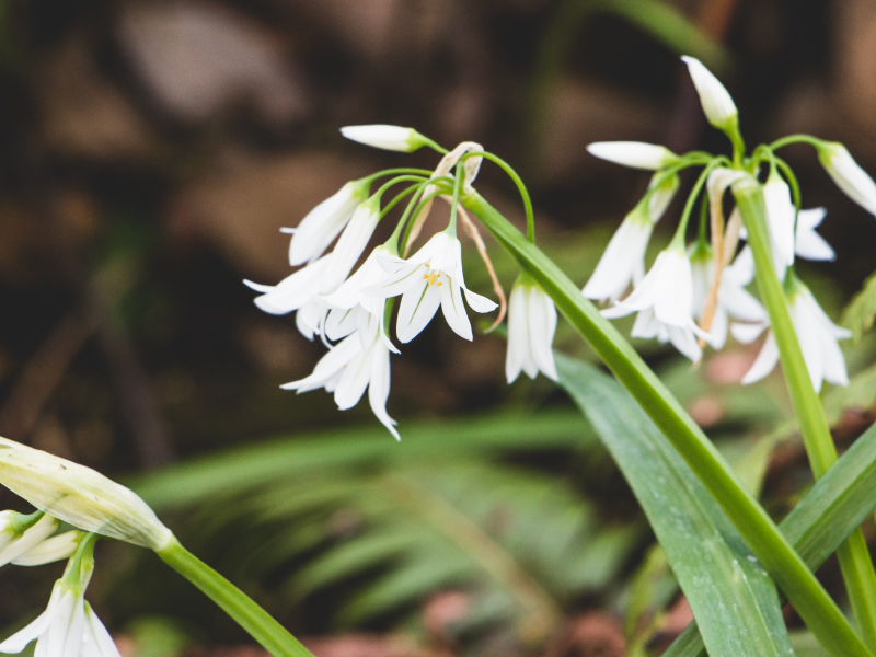 DEMETER Lily of the Valley RollOn Perfume Oil Colognes