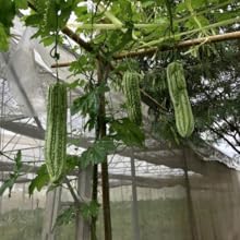 bittergourd Trellising method technique sowing gardening karela