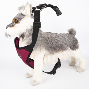 hundegeschirr für mittlere hunde 