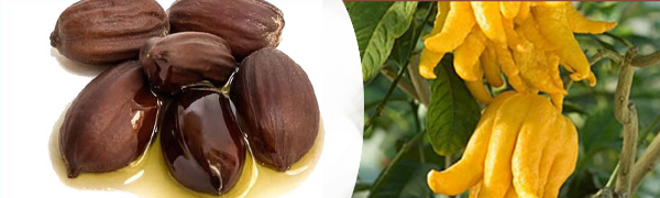 SIMMONDSIA CHINENSISUOJOBA) SEED OIL CITRUS AURANTIUM BERGAMIA(BERGAMOT) FRUIT EXTRACT