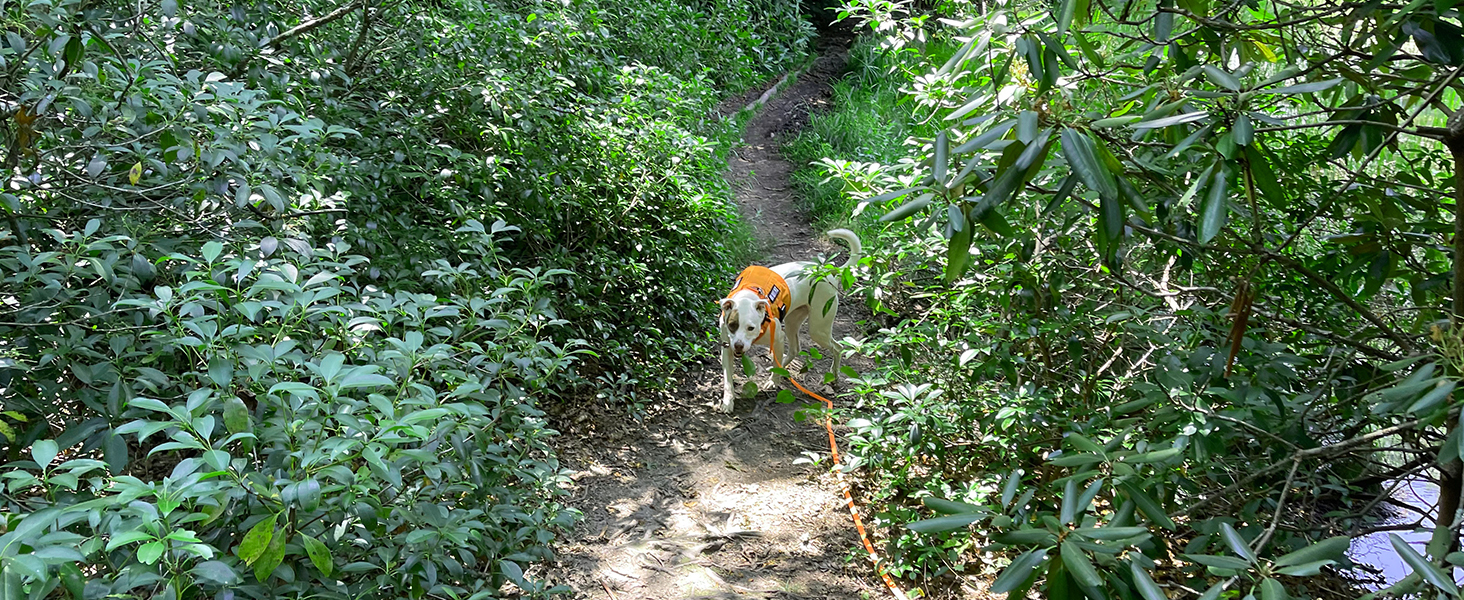 ZALER Long Dog Leash, Waterproof Dog Training Leashes 50