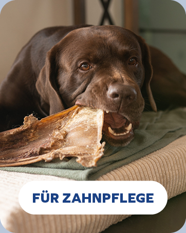 Schokoladen-Labrador kaut auf einem großen knochenförmigen Gegenstand auf einer beigen Couch. Der Text unten lautet „FÜR ZAHNPFLEGE“ (Für Zahnpflege auf Deutsch).