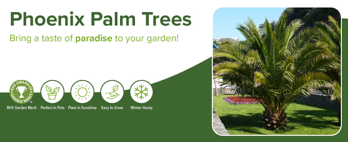 You Garden 2 x Hardy Phoenix Palm Trees 6080cm Tall in a 15cm Pot