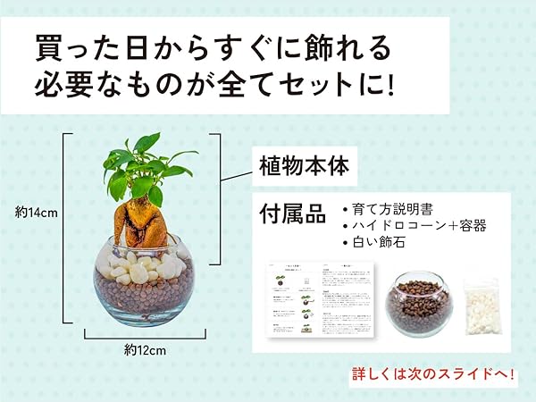 Amazon｜[ miipas ] ガジュマル パキラ ミリオンバンブー 観葉植物