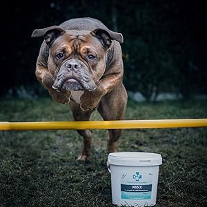 poudre de moule verte pour chien vermifuge naturel chien poudre de moule verte pour chien grau