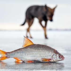 100 % natürliches Lachsöl zur Unterstützung von Hunden, Katzen und Pferden 