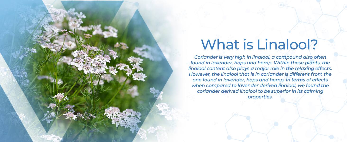 Nootropics Depot Supercritical CO2 Coriander Extract