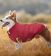dog jacket