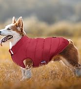 dog jacket