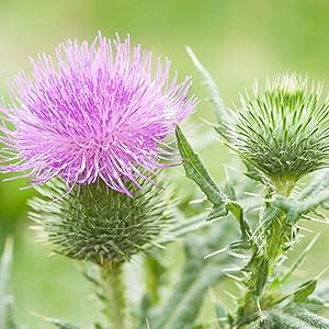 chardon marie fleur