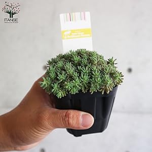 Amazon.co.jp: セダム・ルベンス リザード 3号ポット 2個セット